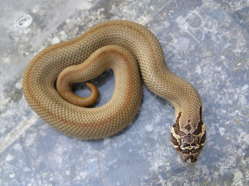 Snakes nafoceno cz Conda Pos het Coral snakes-nafoceno-cz-conda-pos-het-coral
