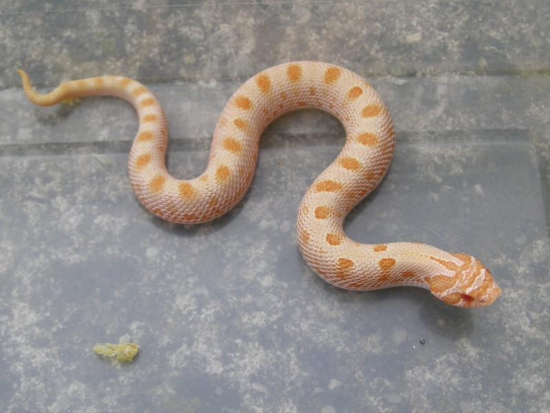 snakes.nafoceno.cz | Albino Anaconda